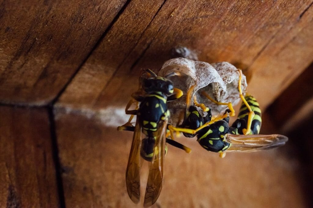 How to Get Rid of Yellowjackets in Your Yard A Complete Guide [2023]