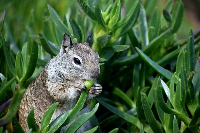 ground squirrel control options to avoid