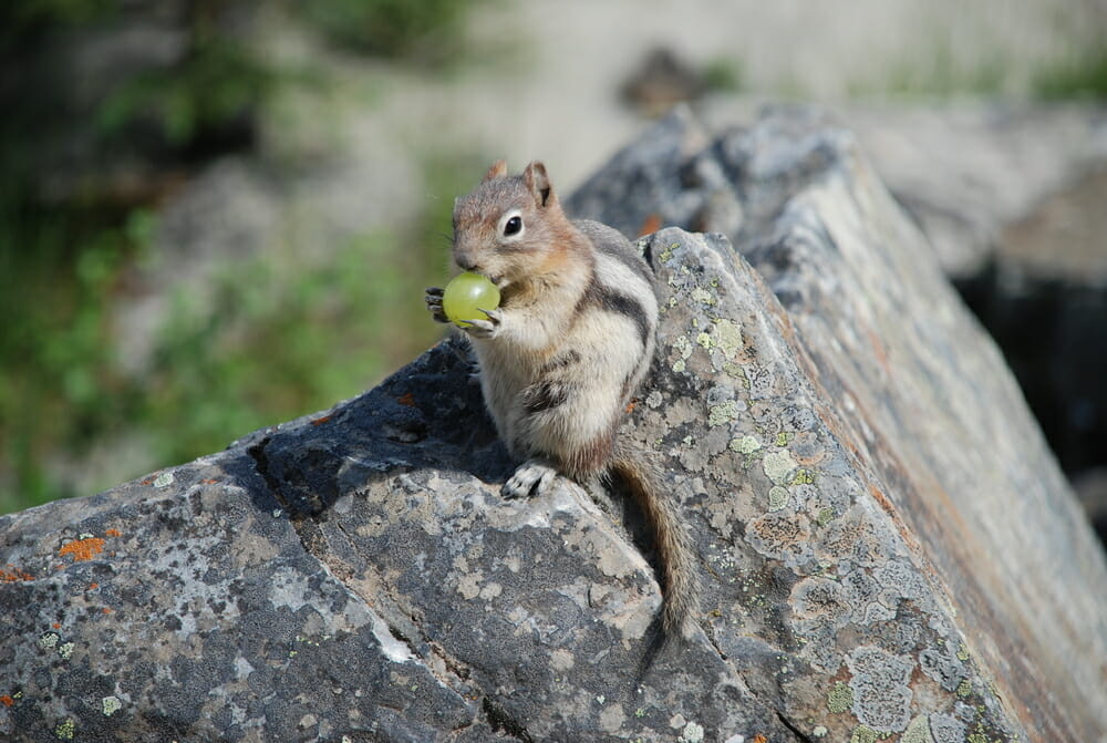 ground squirrel eating grape at vineyard
