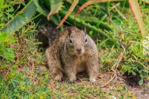 how to get rid of ground squirrels