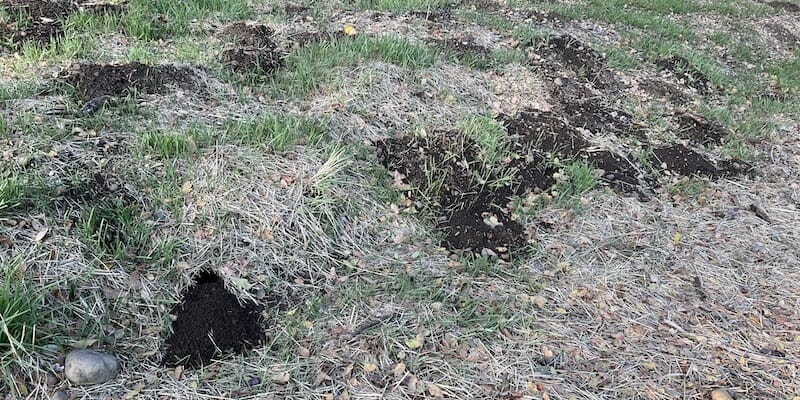 damaged field by gophers