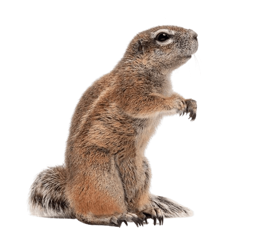 ground-squirrels