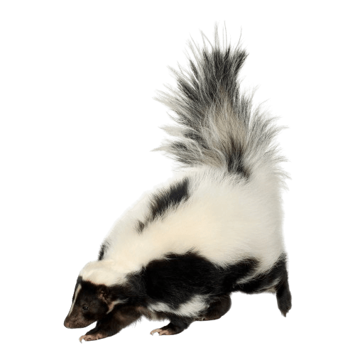 skunks