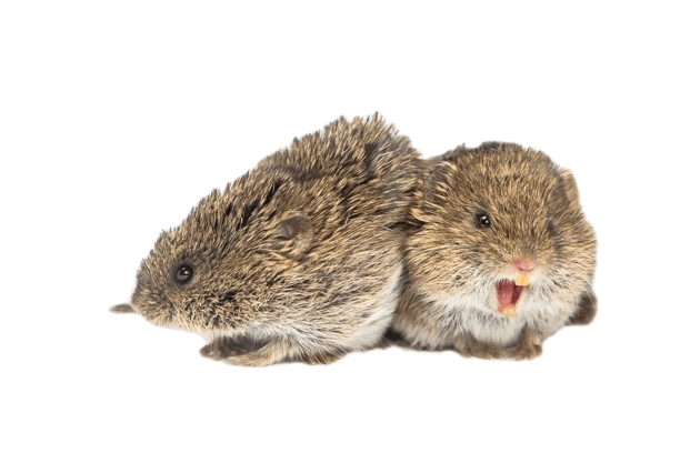 voles