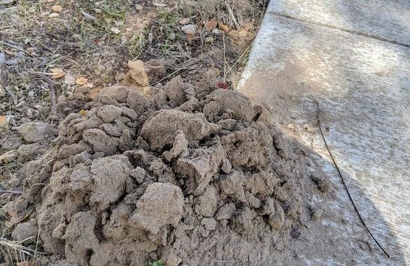 moles-along-concrete