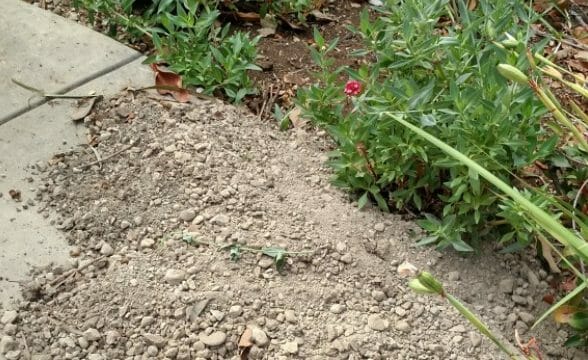 What Animal Is Digging Holes In My Yard How To Stop Them 
