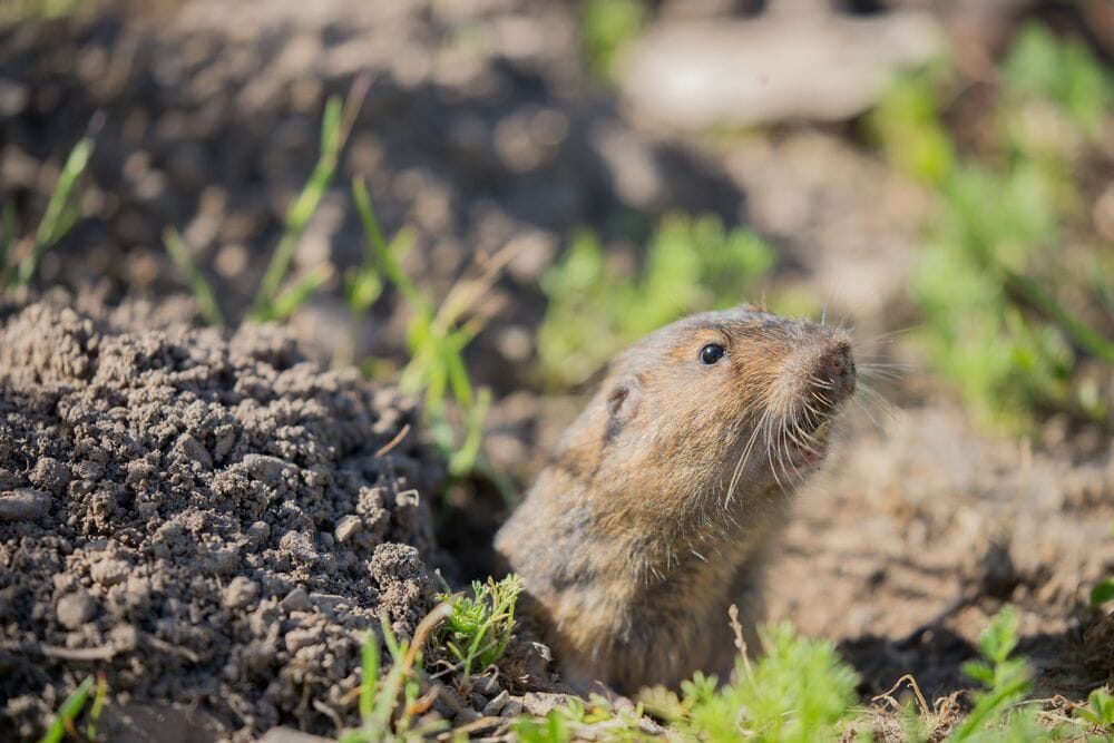 pocket-gopher