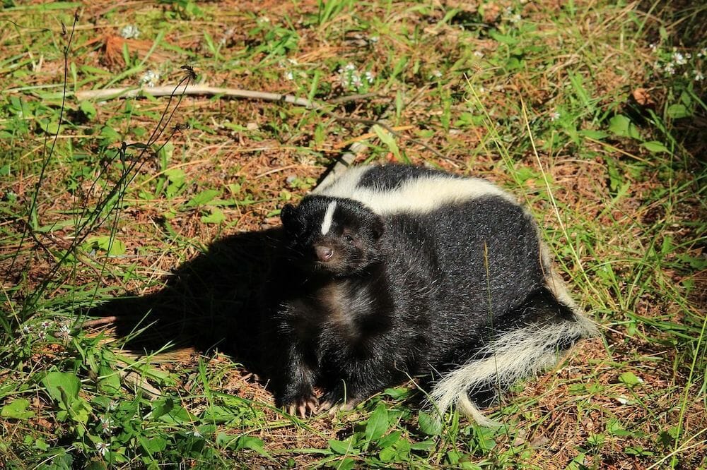 skunk