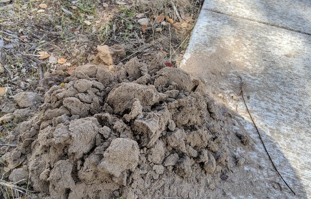 why-do-animals-create-dirt-mounds-in-yard