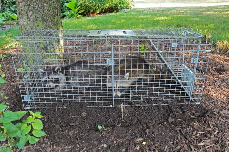 How to Stop Raccoons From Digging up Your Yard Smith's Pest Management
