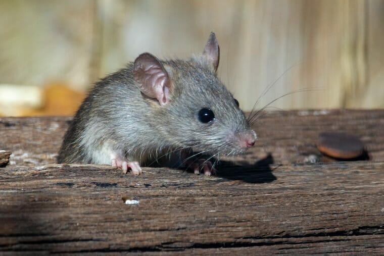 How to Catch & Trap Rats like a Pro: 7 Easy Steps