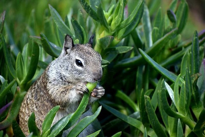 ground squirrel food