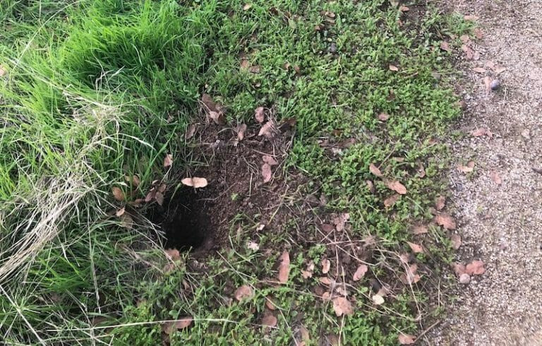 How to Keep Ground Squirrels Out of Your Garden | Smith's Pest Management