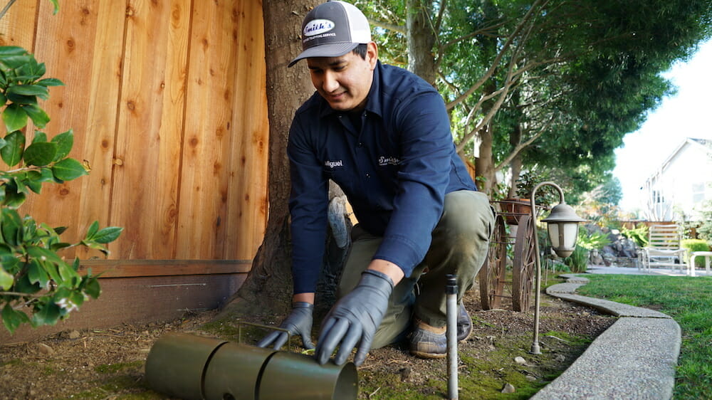 How to Trap Ground Squirrels Like a Pro: 6 Easy Steps - Smith's