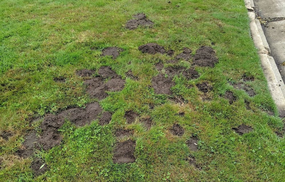 gopher damage