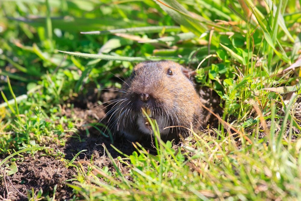 what are gophers