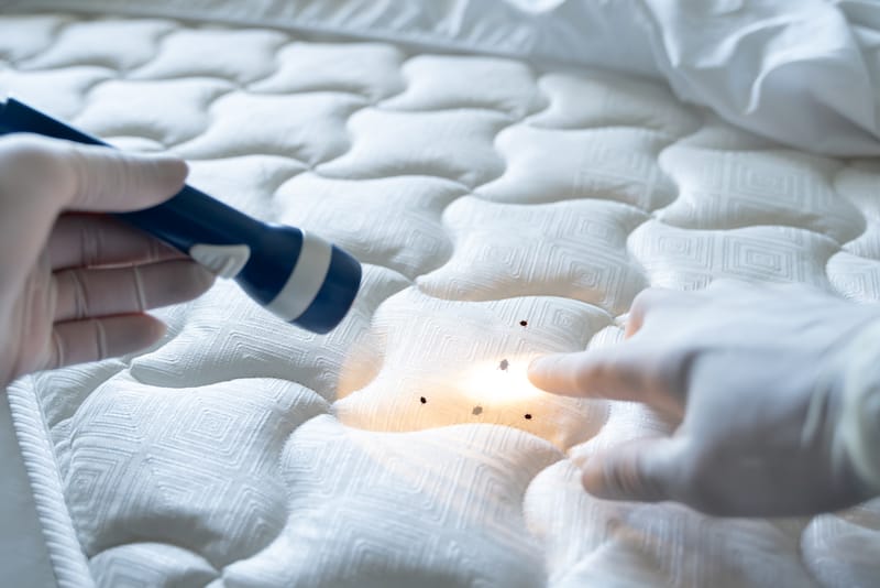 How to Check for Bed Bugs in a Hotel 5 Easy Steps Smith's Pest