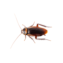 cockroach