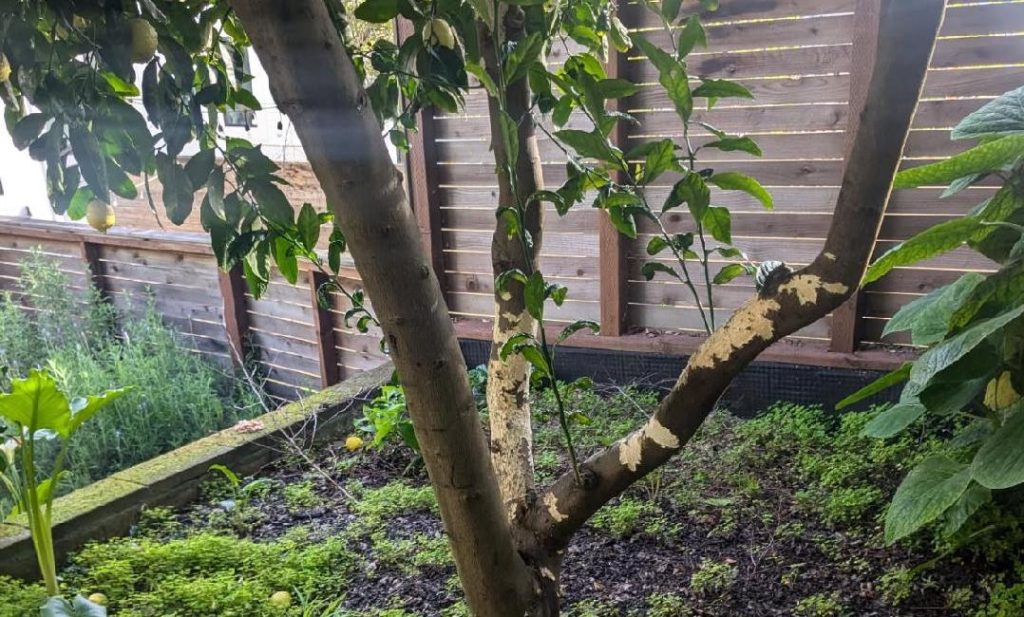 lemon tree rat damage