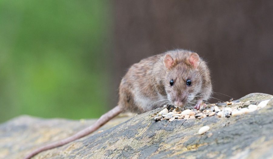 What Do Rats Eat? Their 13 Favorite Foods - Smith's Pest Management