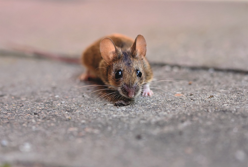 how to get rid of mice
