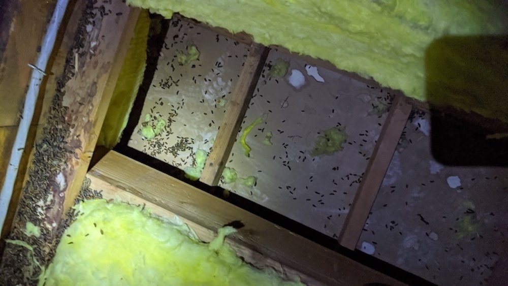 signs of rat infestation