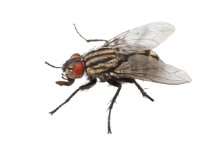 fly no bg