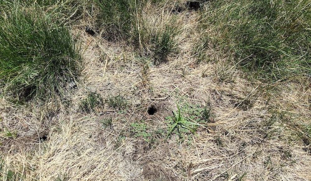 steps to follow to trap a vole