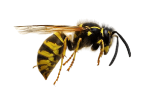 wasp