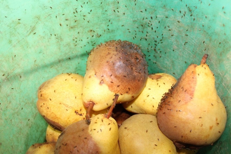 fruit flies
