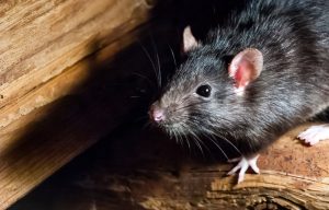 signs of rat in house