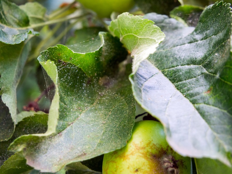 spider mites