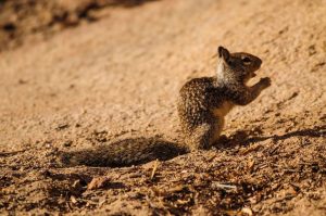 ground squirrel vs gophers