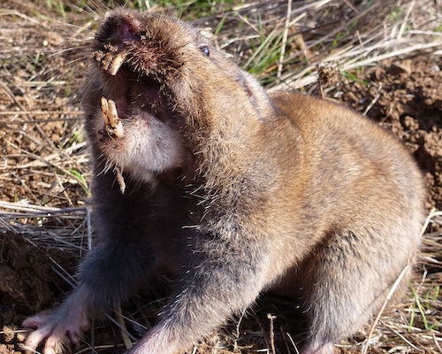 gopher
