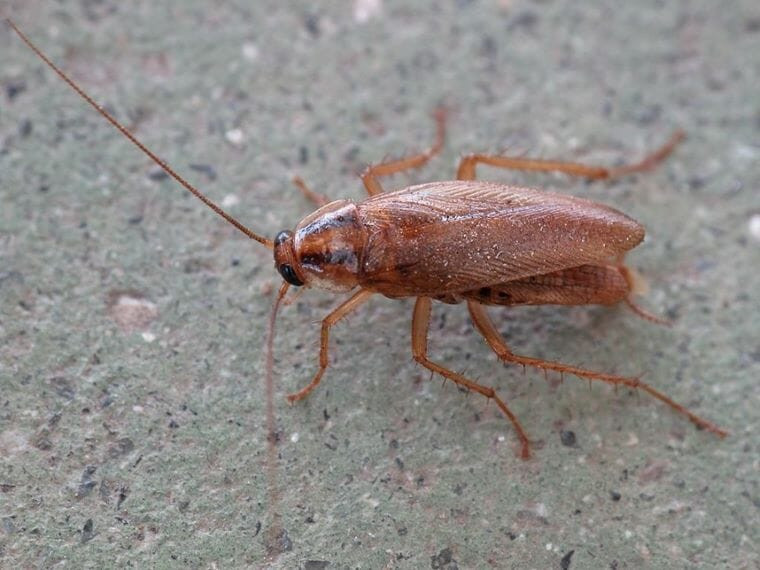 german cockroach in house