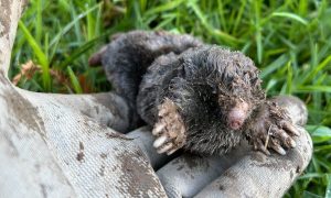 mole control fairfax