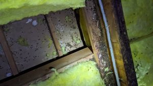 rat infestation san anselmo attic