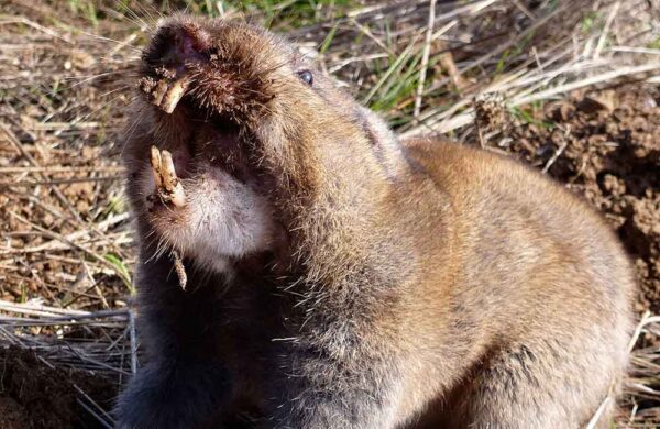 Scary-Gopher