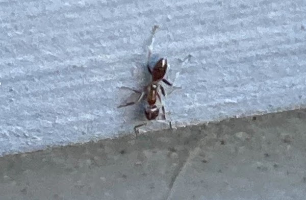 ant control Fremont