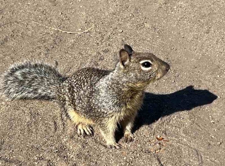 ground squirrel Fremont