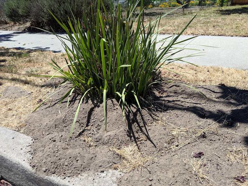 Mole Damage