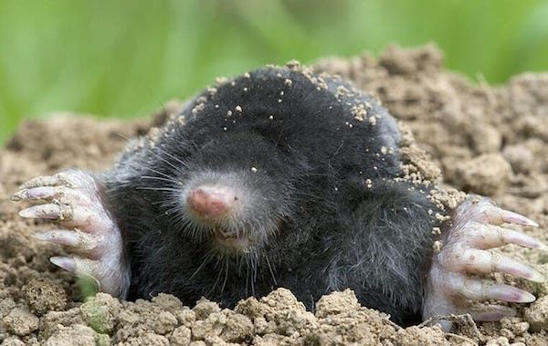mole commercial pest control