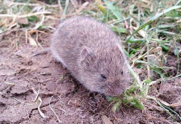 vole commercial pest control