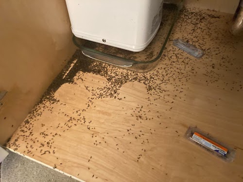 ants infestation commercial pest control