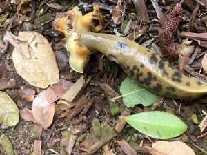 garden pests cupertino