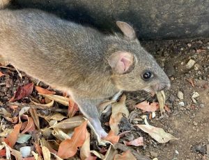 rat holes in yard