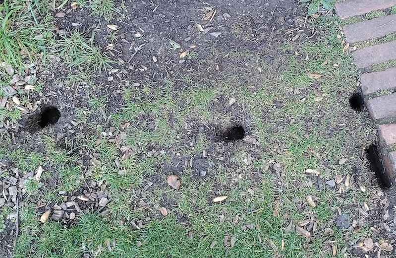 reasons you have rat holes in yard