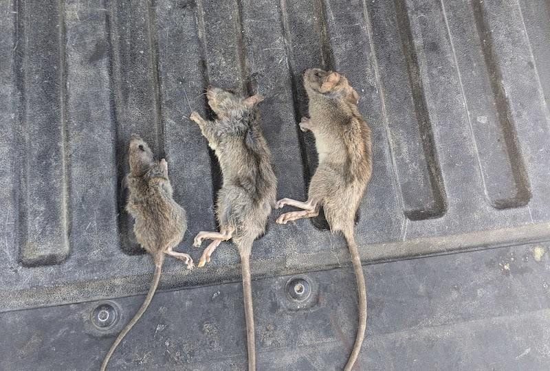 smith's rat control