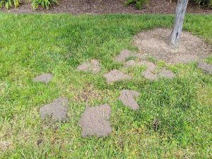 summer gopher control los gatos