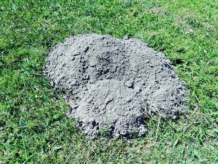 Gopher damage in Moraga
